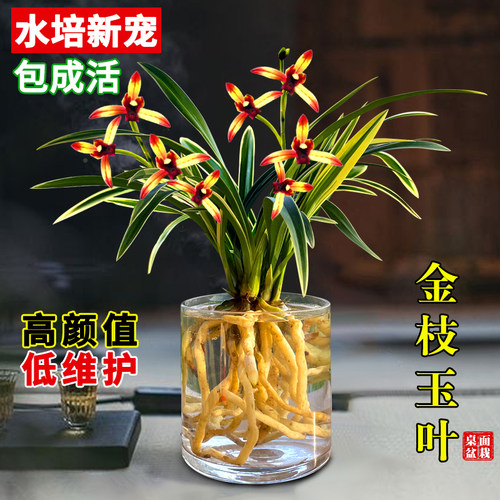 水培金边兰花苗金枝玉叶室内办公室小盆栽绿植花卉苗好养四季兰花