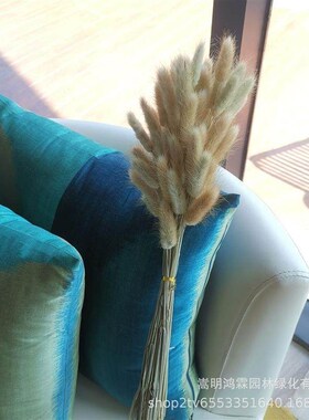 原色干花兔尾草现货天然自然色兔尾草多真花干花花束家居装饰插花