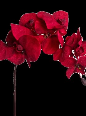 click红色仿真花蝴蝶兰新年喜庆装饰家用商用婚礼乔迁摆件高品质