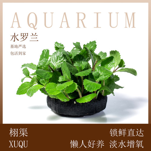 水罗兰大坨草缸造景阴性水草