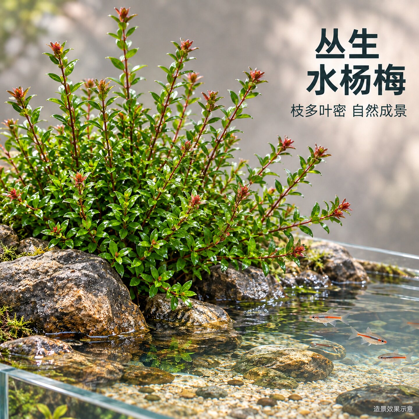 造景精品水杨梅水培鱼缸增氧生态水草原生缸溪流缸净化水质好养活