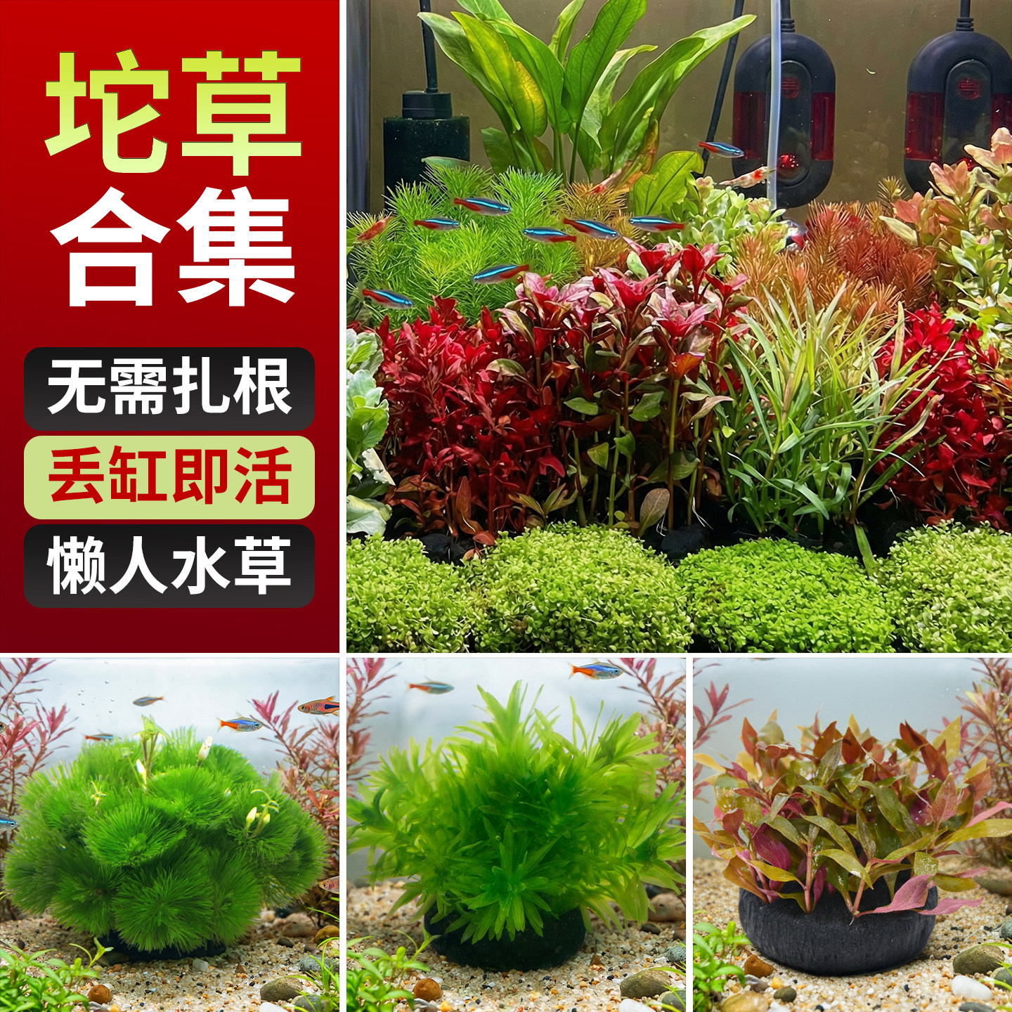 水草鱼缸造景专用坨草古法养鱼全套植物乌龟生态套餐净化水质摆件