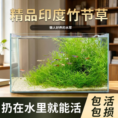 栩渠鱼缸专用竹节草水草植物造景