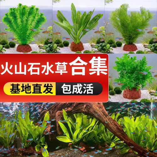 鱼缸水草蜈蚣火山石增氧套装