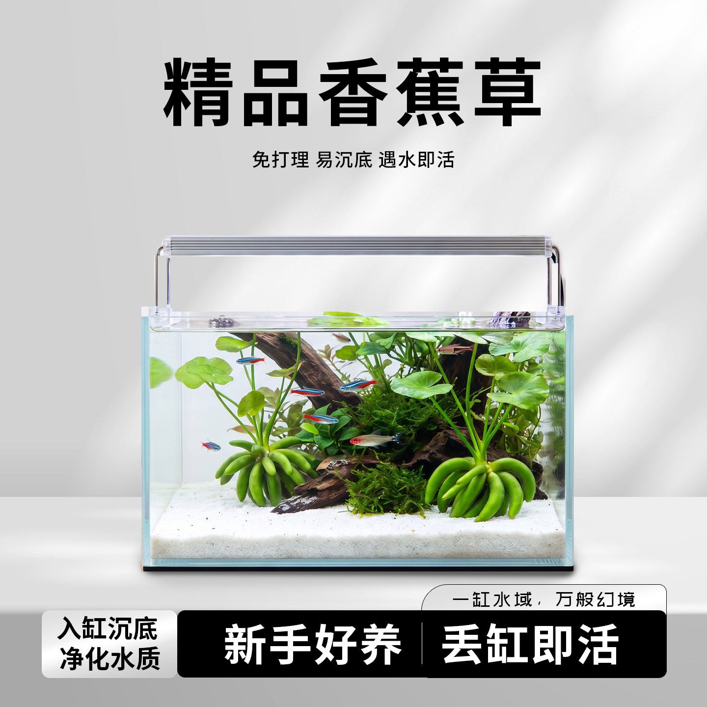 香蕉草水草鱼缸生态净化水质的入门优质造景增氧新手好养易活植物