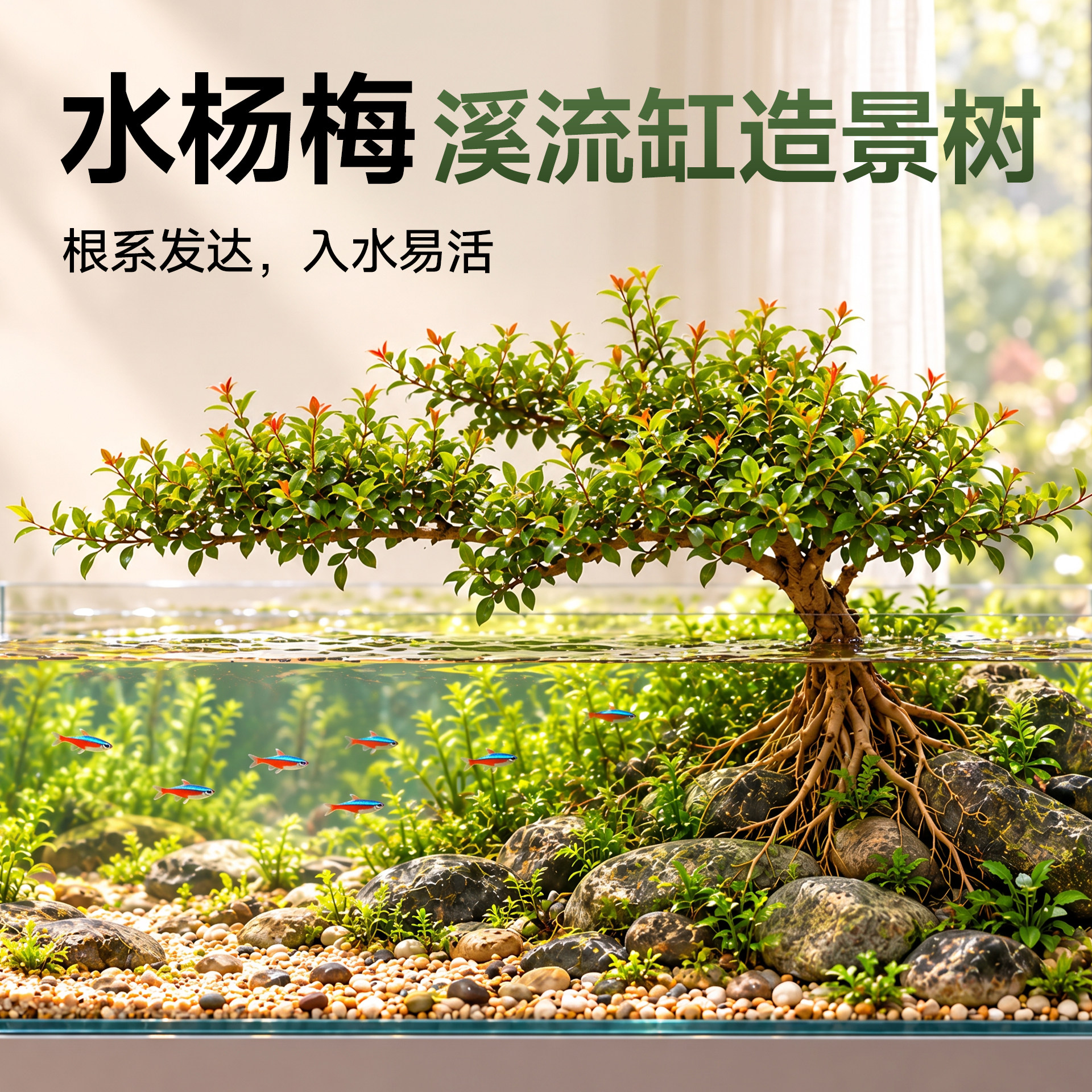 水杨梅水培造景植物水生老桩植物原生鱼缸增氧水草净化水质易养活