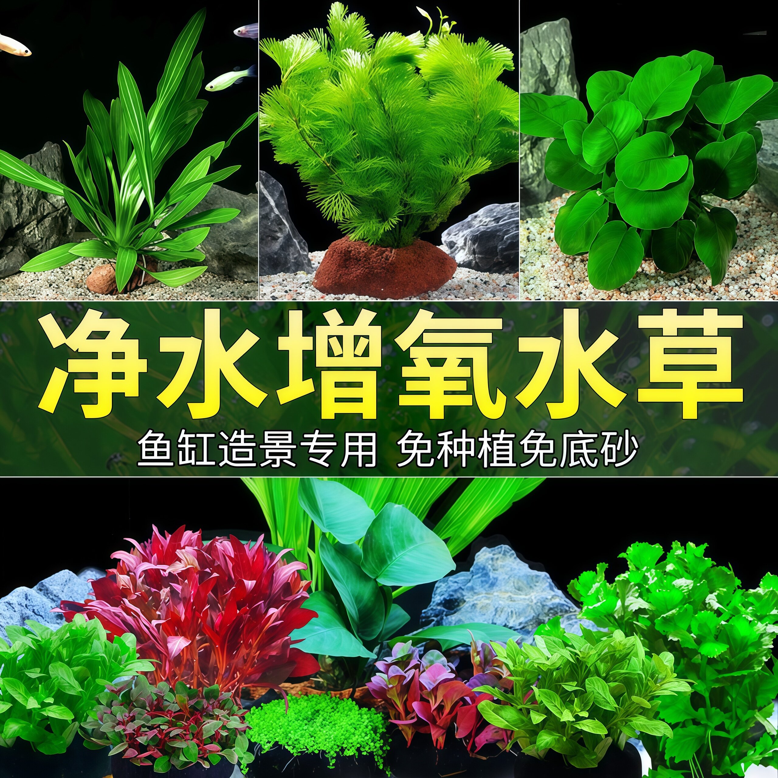 鱼缸水草植物真草水培绿植火山石养鱼造景净化鱼缸专用蜈蚣草绿菊