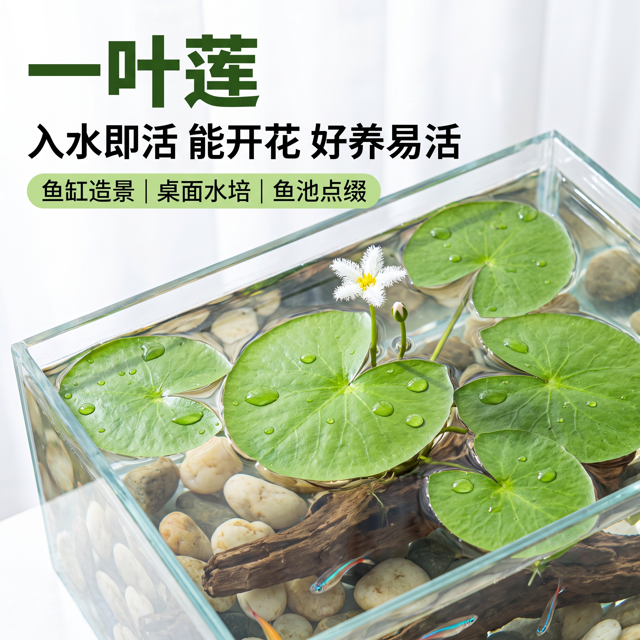 一叶莲懒人浮萍水草带苞净水图片