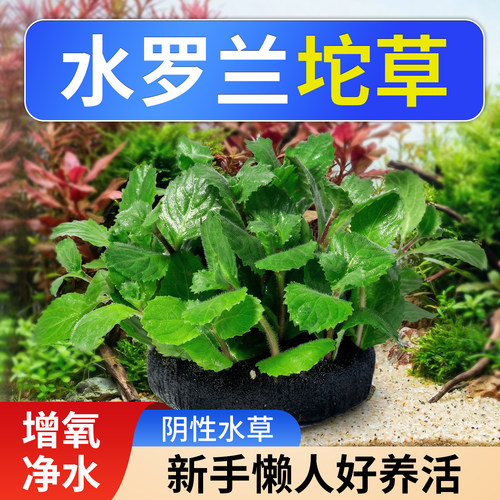 水罗兰大坨草缸造景水草阴性增氧