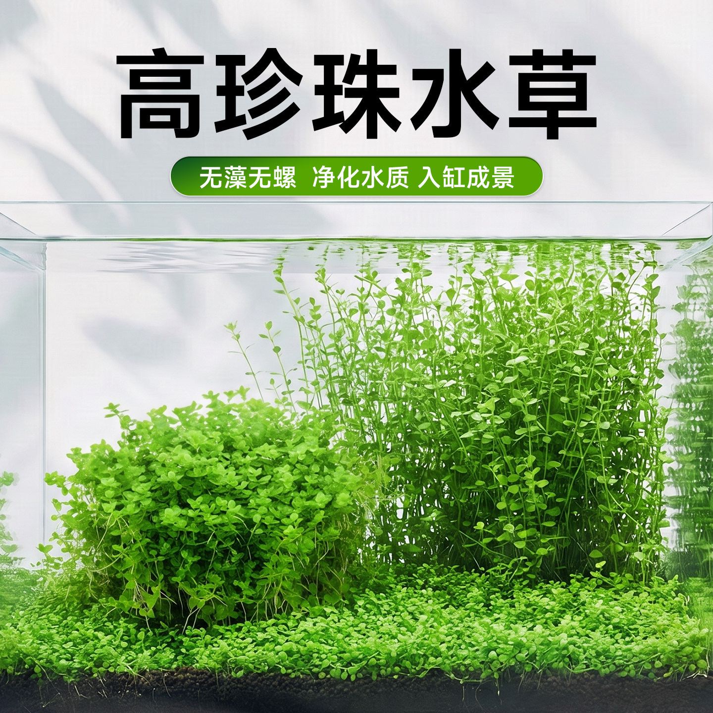 高珍珠水草无菌杯鱼缸造景专用水培植物生态净化水质懒人养鱼绿植