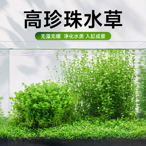 高珍珠水草无菌杯鱼缸造景净水
