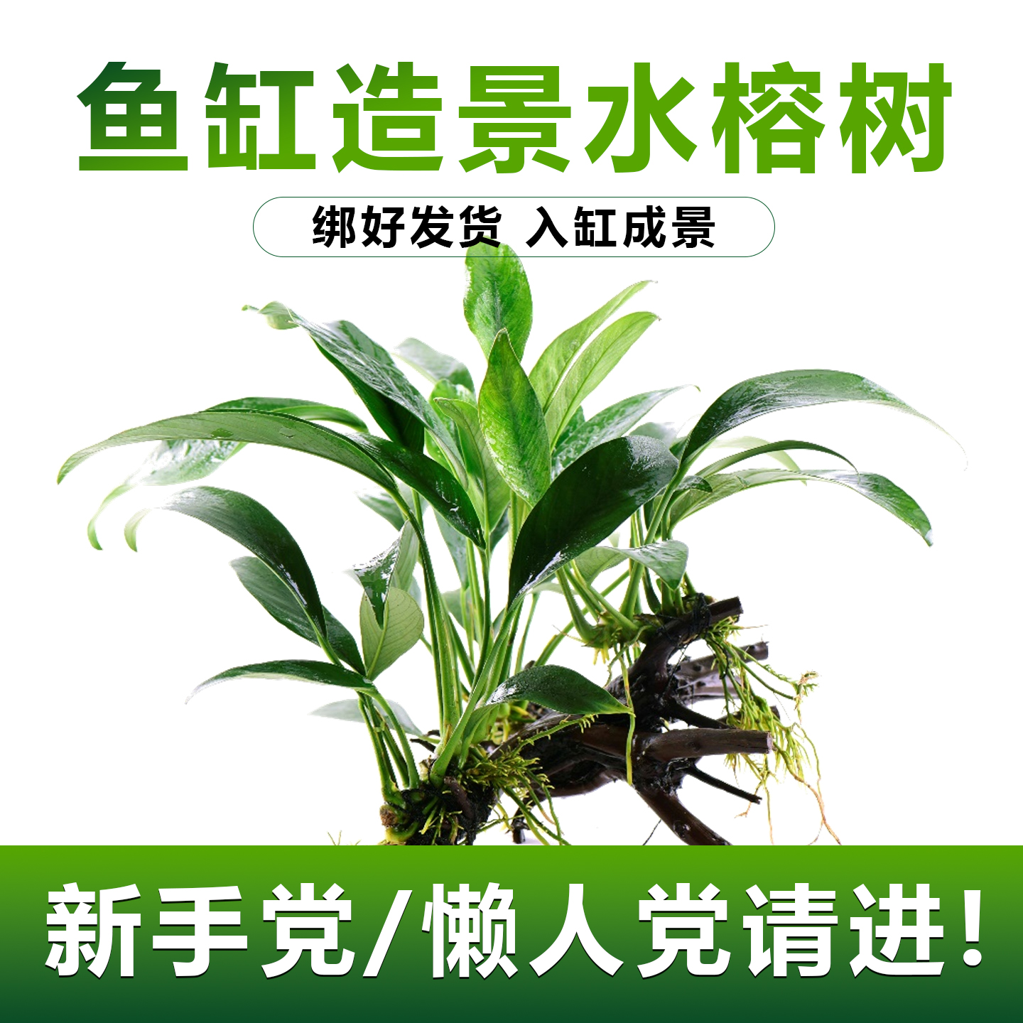 鱼缸造景迷你懒人水榕水草