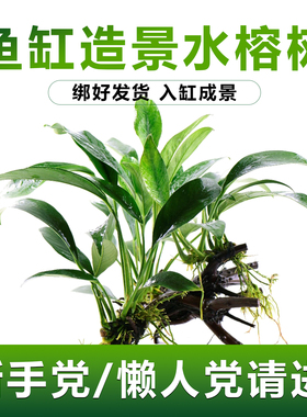 鱼缸造景植物水榕懒人养鱼水草沉木树生态水榕迷你小榕真草缸装饰