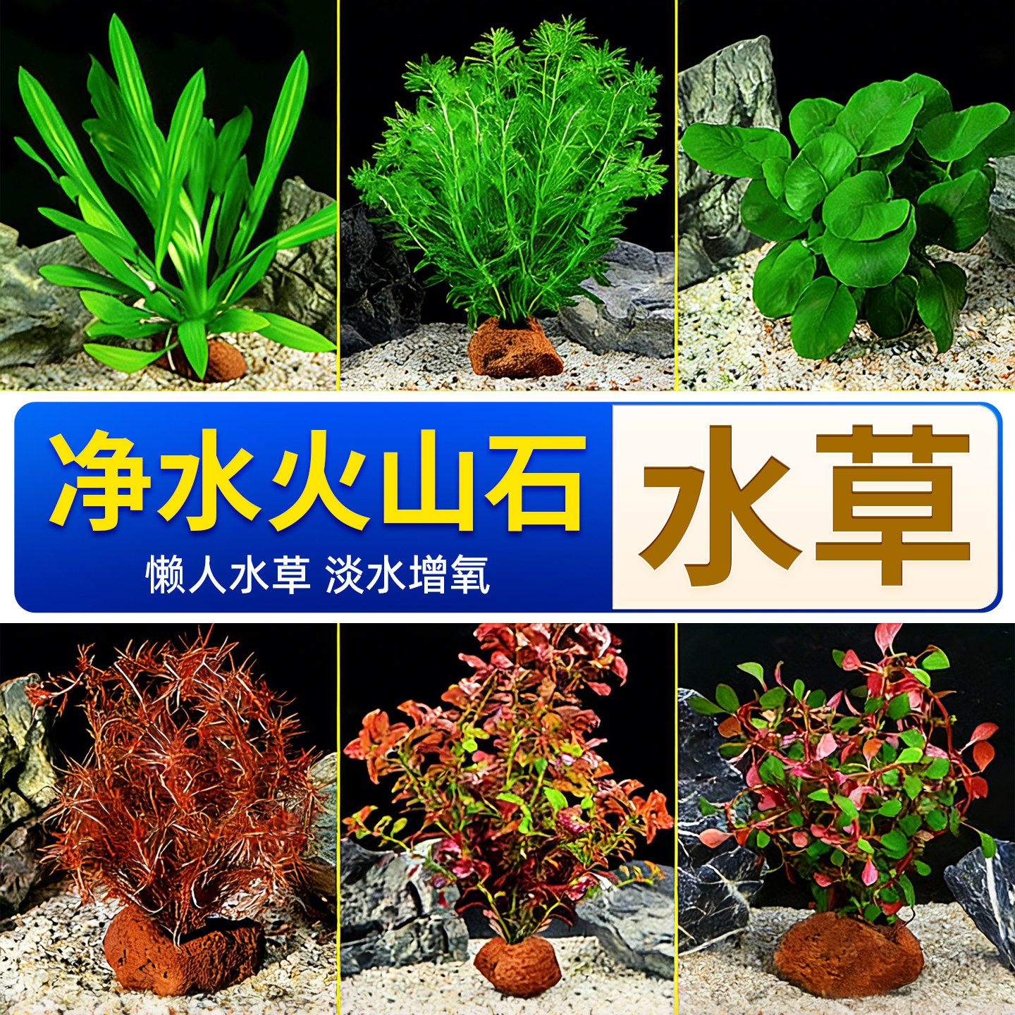 水草植物鱼缸造景专用火山石定植绿植摆件水培植物蜈蚣草增氧全套,宠物/宠物食品及用品,水草,淘宝优惠券,粉丝福利购,淘宝优惠卷