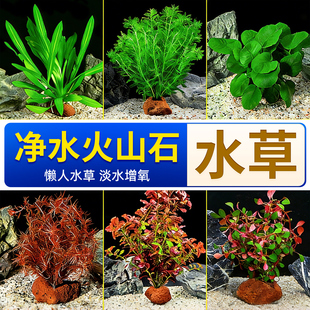 水草植物鱼缸造景专用火山石定植绿植摆件水培植物蜈蚣草增氧全套