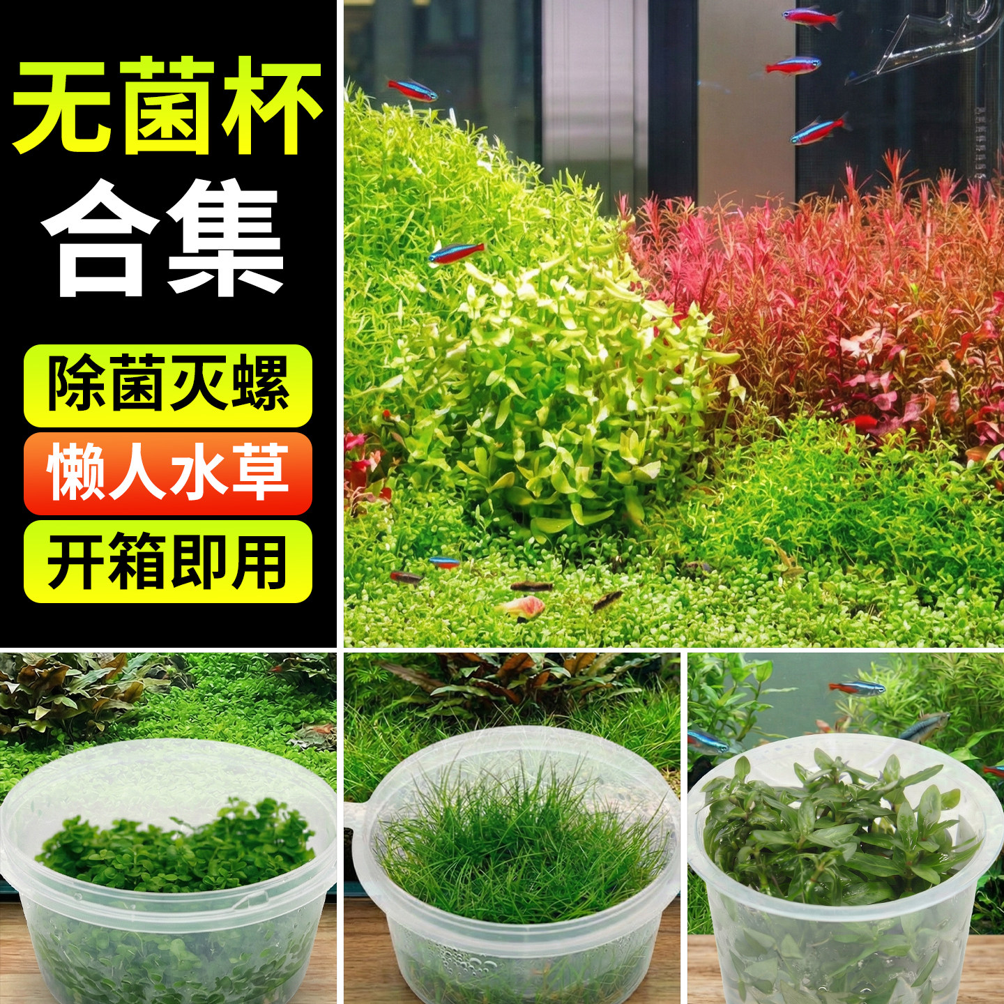 水草无菌杯高珍珠鱼缸造景专用养鱼净化水质的迷你矮珍珠植物套餐