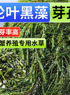 轮叶黑藻芽孢懒人养鱼生态水草鱼缸造景绿植淡水增氧净化水质水培