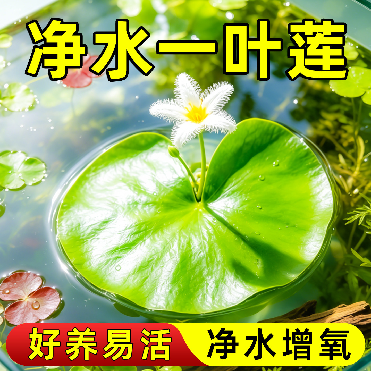 一叶莲懒人浮萍水草鱼缸造景带花苞水培开花植物迷你净化水质绿植
