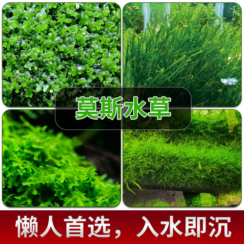 鱼缸莫斯水草珊瑚火焰大三角