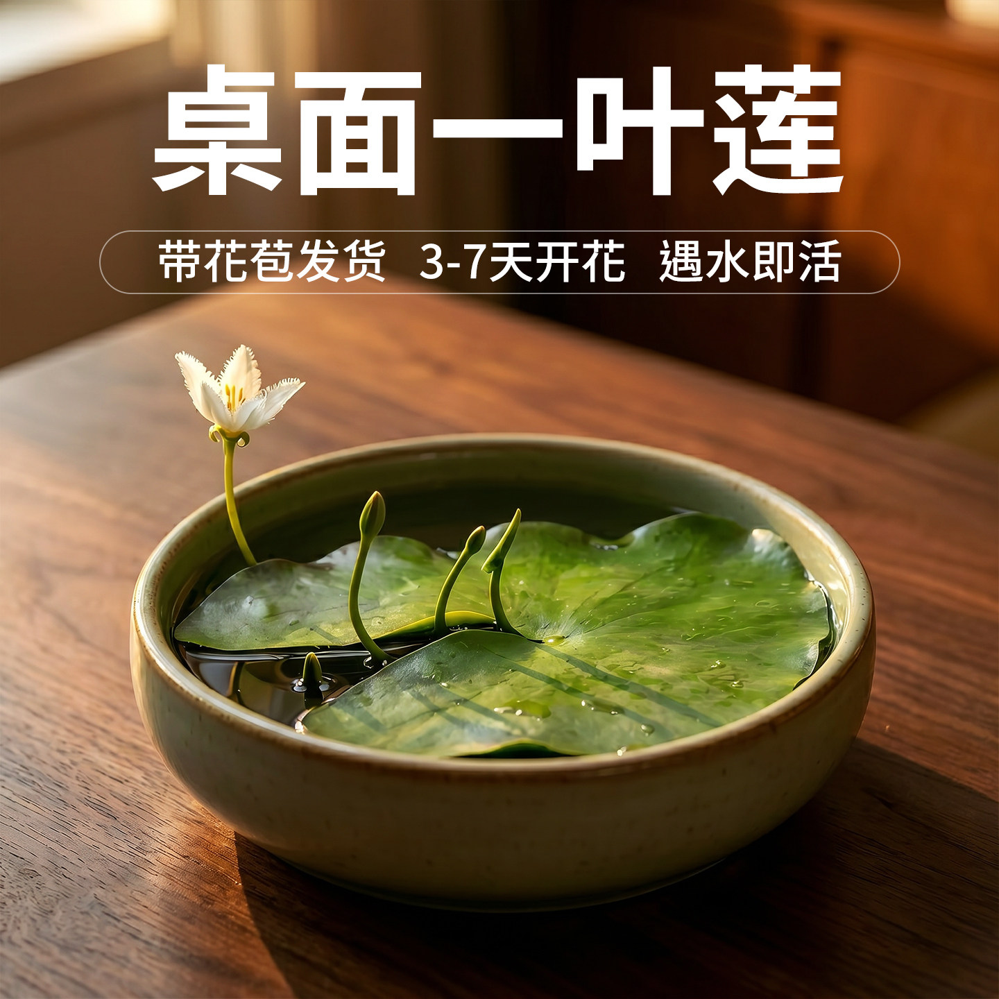 一叶莲水培带花苞水草鱼缸生态造景室内桌面开花四季绿植浮萍好养