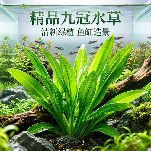 九冠水草鱼缸造景净水易养