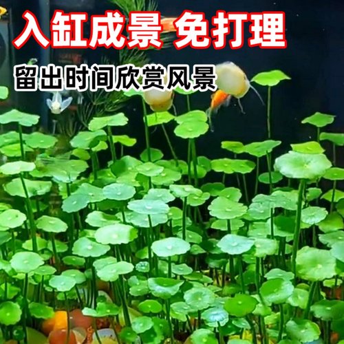 铜钱草懒人养鱼水草净水增氧
