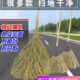 竹扫把大扫把大号老式 马路扫帚庭院户外工厂车间专用土笤帚小扫把