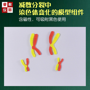 减数分裂中染色体变化模型组件含磁性学生生物分组实验教学仪器材