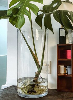 龟背竹花瓶玻璃透明专用水培落地大号超大超高特大号高身高筒高款