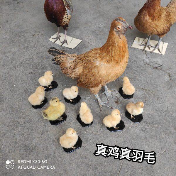 小鸡标本母鸡标本出克小计模型拍摄道具代做各类标本山鸡标本