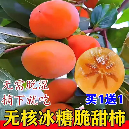 脆甜柿子树果苗南北方种植特大号