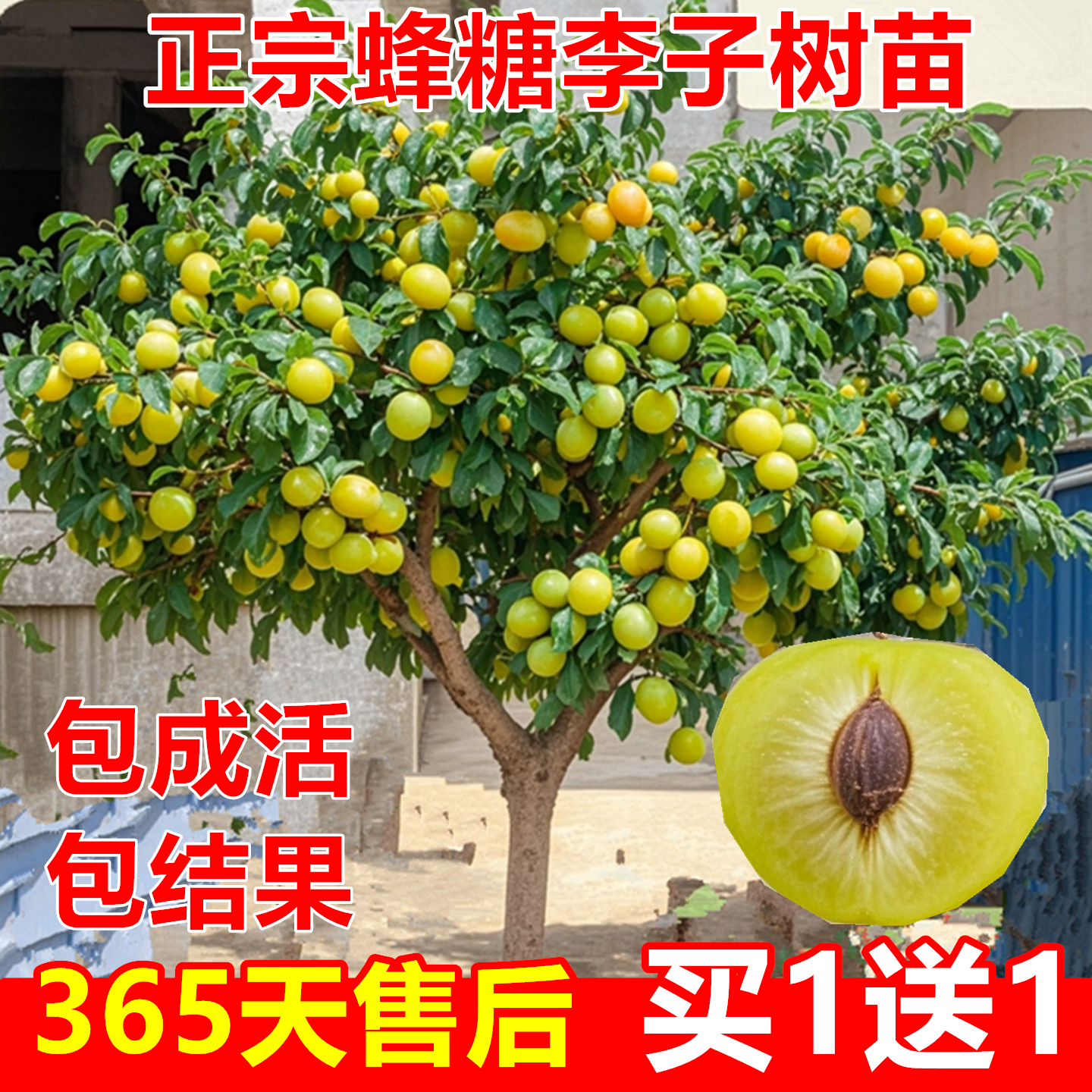 正宗蜂糖李子树苗空心李子苗特早熟新品种西梅南方北方种植嫁接苗