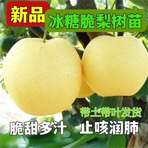 新品种冰糖脆梨树苗嫁接砀