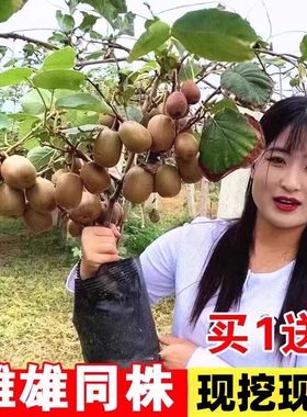 红心猕猴桃树果苗黄心嫁接盆栽地栽爬藤公母同株当年结果树苗种植