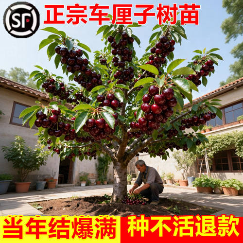 正宗车厘子树苗嫁接特大樱