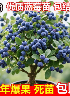 L25蓝莓树果苗盆栽F6南方北方种植特大号果树苗四季结果蓝莓苗