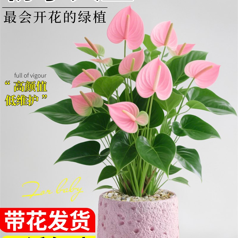 粉掌盆栽带花室内植物客厅办公室桌面绿植花卉盆景净化空气好养活