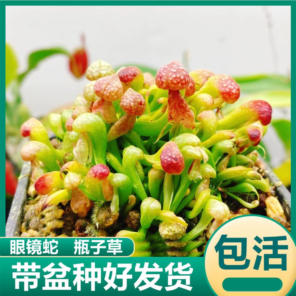 眼镜蛇瓶子草喜阴驱蚊食虫植物食虫草趣味捉苍蝇植物花卉绿植盆栽