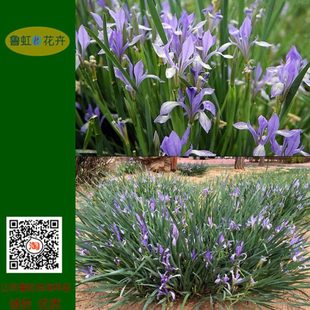 马兰花【马蔺】多芽盆苗 多年生耐寒宿根地被植物 【鲁虹园艺】