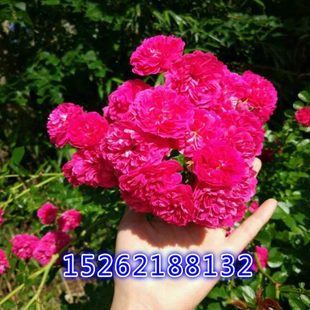 红木香花黄木香树苗室外攀援爬藤植物七里香红花十里香蔷薇香味浓