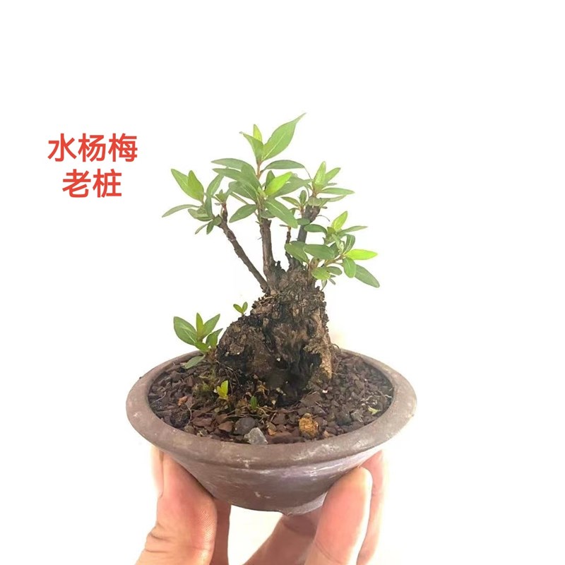 水杨梅老鸭柿紫薇 黄荆榆树胡秃子卷柏水菖蒲室内外绿植盆景素材