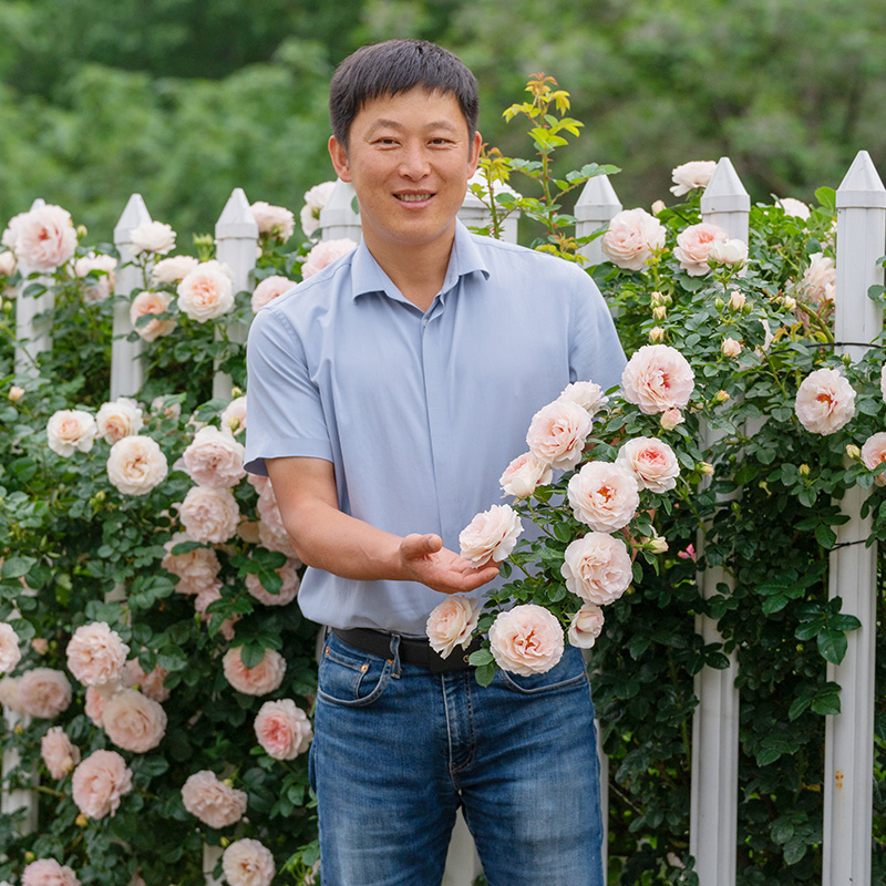 【剪秋水】天狼月季国产自育月季玫瑰 大花藤本爬藤拱门庭院