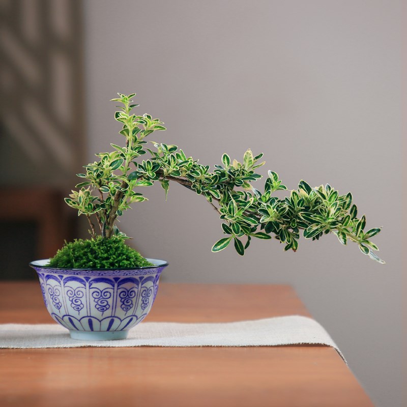 中式桌面盆栽石斛茶室茶台绿植发财树栀子花办公室植物迷你小盆景