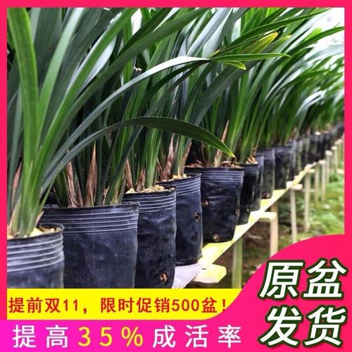 【原盆原土】浓香型兰花苗墨兰企黑报岁兰室内绿植花卉盆栽好易养