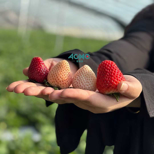 山东多色草莓天使白粉玉淡雪多拼当季真红美玲黑草莓整箱顺丰包邮