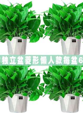 绿萝花卉盆栽除甲醛吊兰办公室客厅水培植物室内长