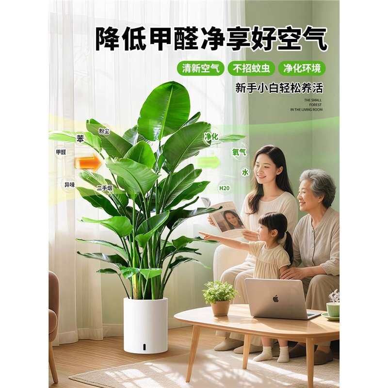 天堂鸟盆栽办公室内大型绿植落地式真树客厅大叶禄植物花卉鹤望兰