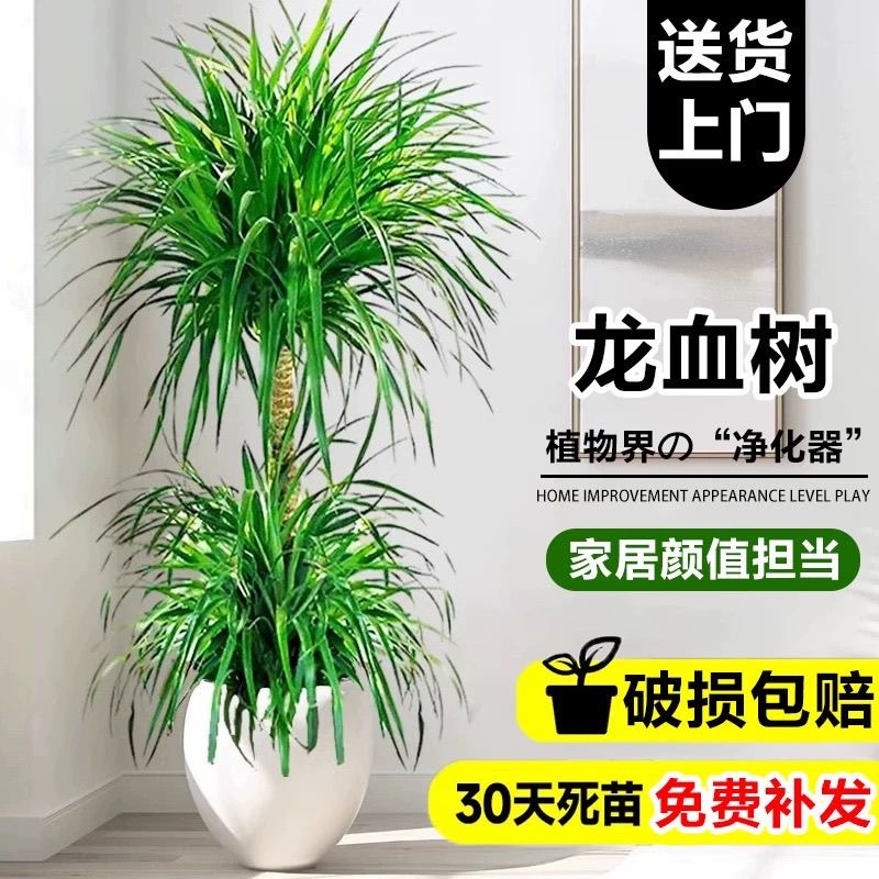 龙血树客厅大型旺宅绿植多头龙须树盆栽室内落地盆景真龙铁树植物