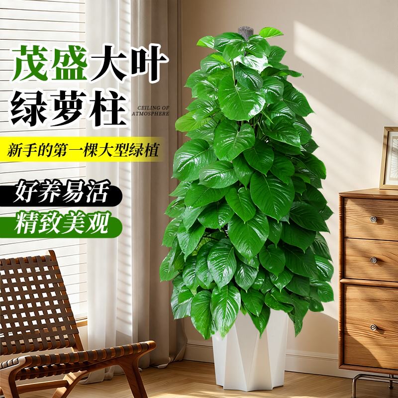 大叶绿萝绿植室内客厅办公室四季常青植物花卉绿植盆栽好净化空气