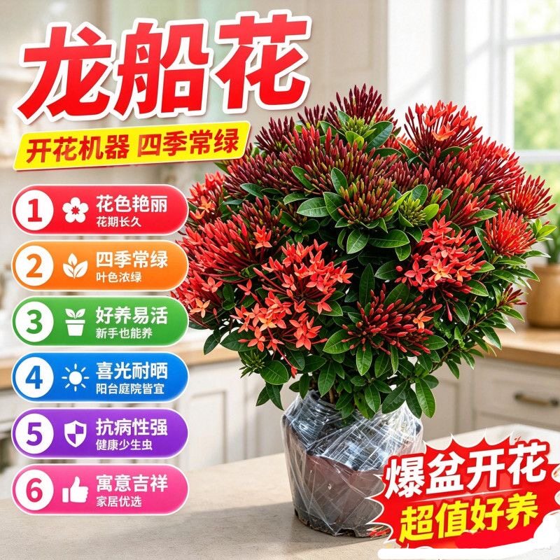 龙船花盆栽绣球花带花苞四季开花庭院花镜阳台花卉花园易养绿植物